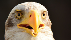 Weißkopf-Seeadler (14).jpg